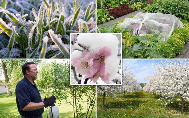 Защита сада от весенних возвратных заморозков