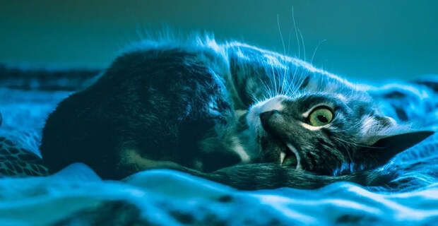 Кот спас двух школьниц: Кража из магазина обернулась невероятными последствиями