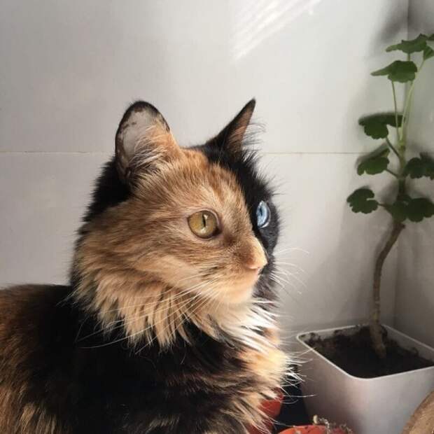 Химера — восхитительная двуликая кошка