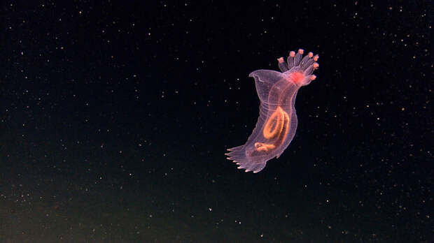 Прозрачное создание на дне океана, 27 июля 2010. Виден его кишечный тракт.  животные, море, океан, природа, рыба