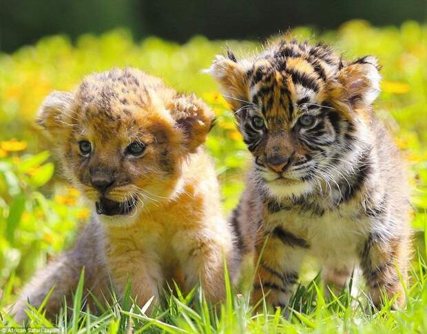 Лучшие друзья — тигренок и львенок из японского сафари-парка друзья, животные