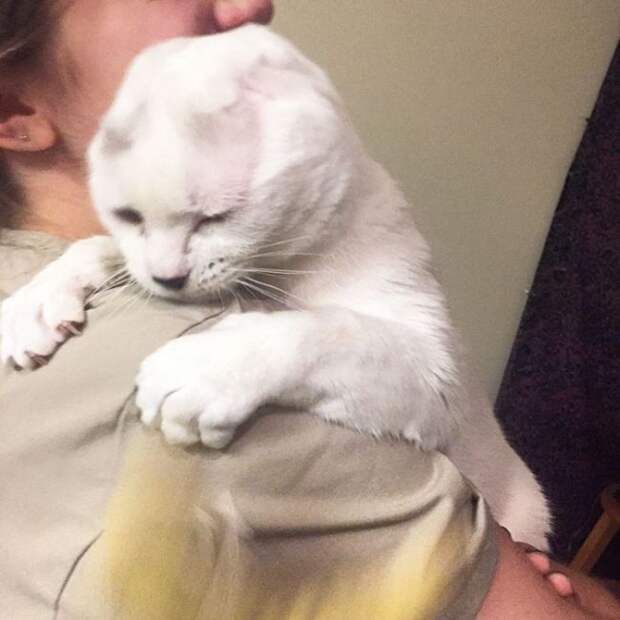 Безухий кот обрел любящую хозяйку