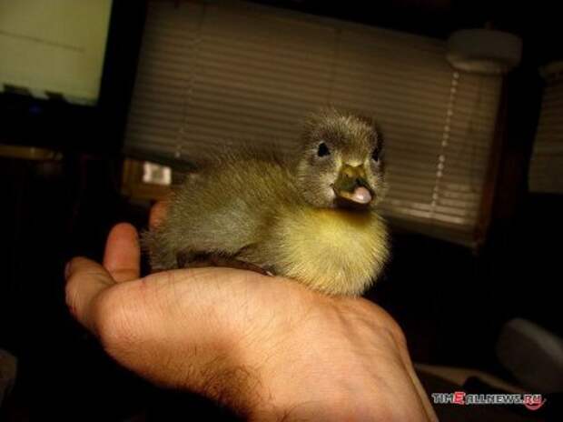 История про то как утёнок рос в бороде История про то как утёнок рос в бороде