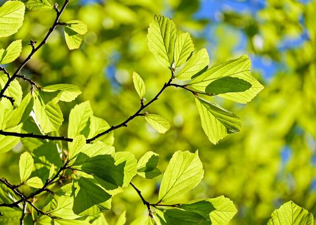 oak-3064187_960_720 alt