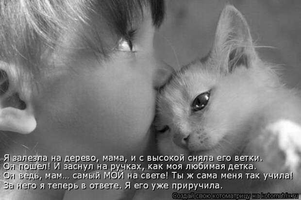 Лучшие котоматрицы недели (50 фото)
