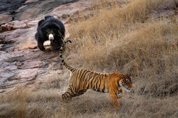Мама, медведица, защищающая своих медвежат, против двух тигров, детеныши, Рантхамбор