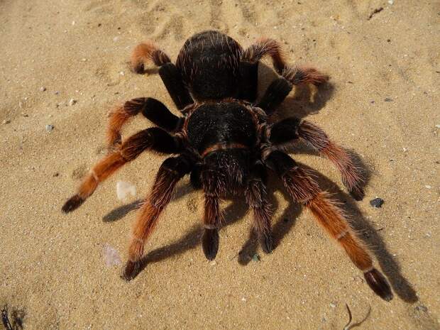https://cdn.pixabay.com/photo/2015/12/09/04/02/mexican-pink-tarantula-1084178_960_720.jpg