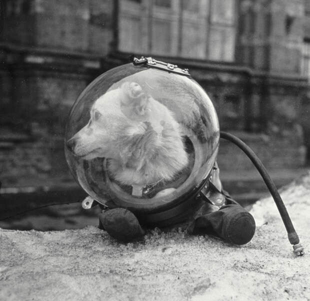 Собака Белка в скафандре, 1960 год, СССР историческое фото, история