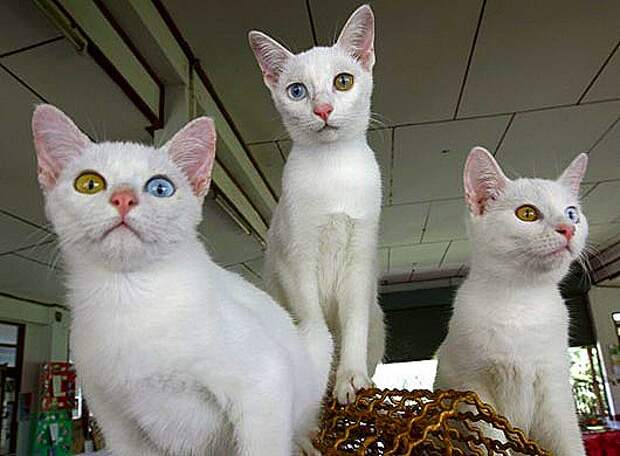 THAILAND DIAMOND EYE CAT