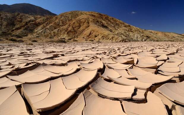 В Чили расцвела самая засушливая пустыня в мире история, пустыня. атакама. Чили. природа., факты