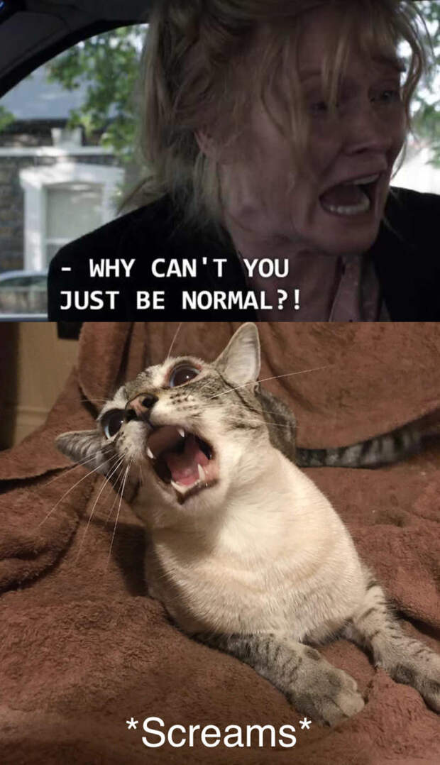 Why Can't You Just Be Normal - Meowbadook