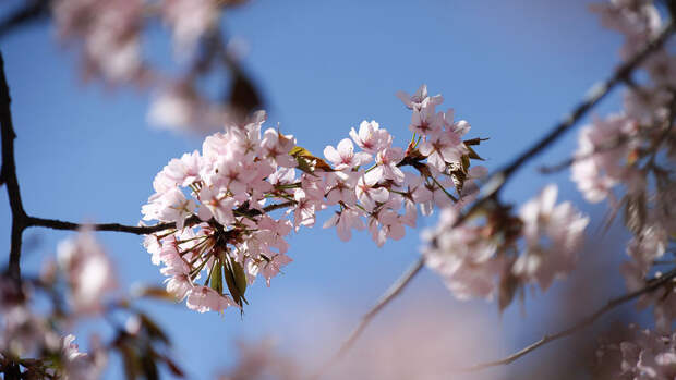 Биолог Татаренко: сакура не переносит заболоченных грунтов