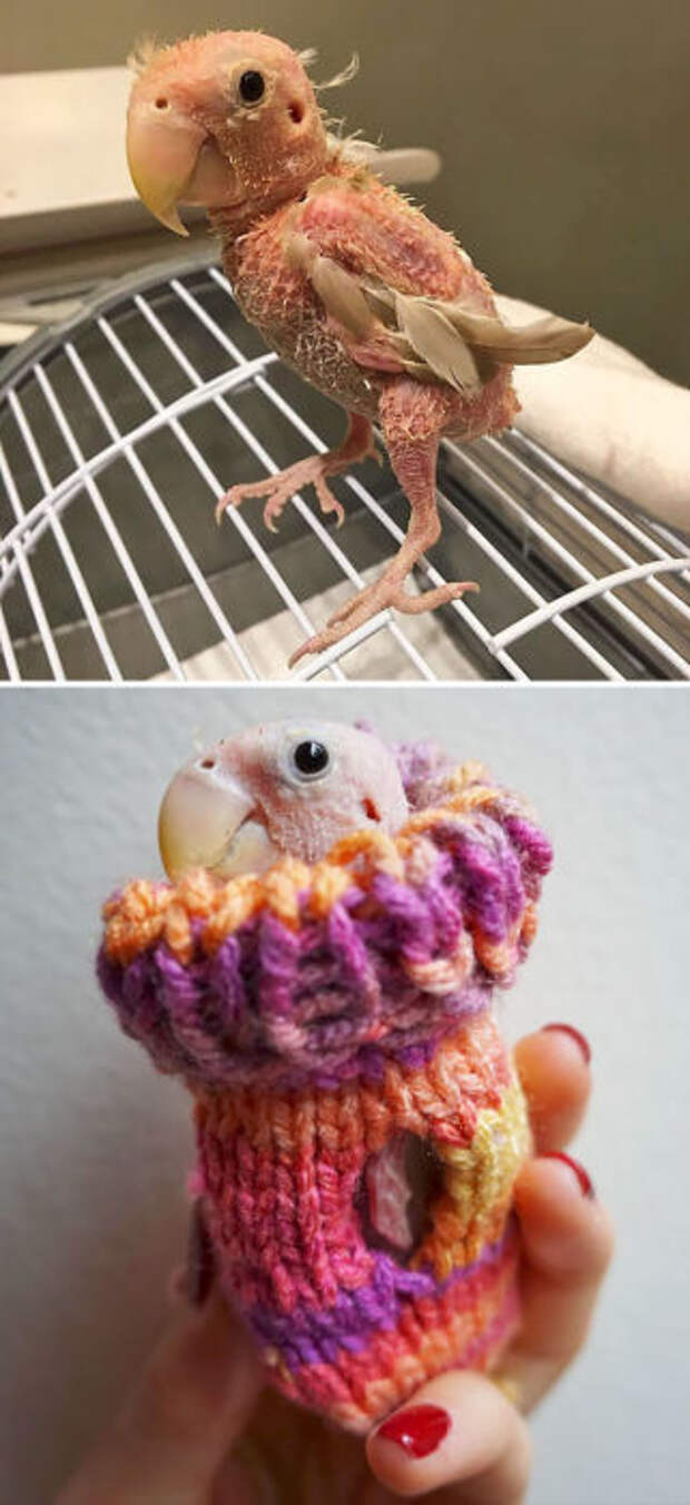 Подарки от людей, которые посылали этой птице свитера, чтобы спасти его от замерзания.