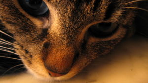 sad_cat_by
