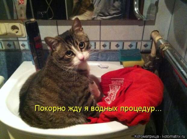 Лучшие котоматрицы недели (50 фото)