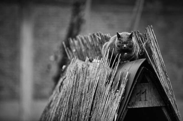 Фотография: Без кота и жизнь не та: уравновешенные коты-акробаты демонстрируют чудеса баланса №19 - BigPicture.ru