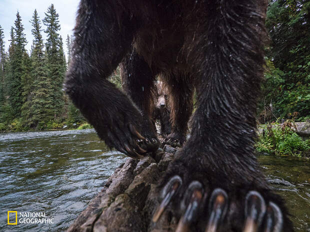 Походка медведя гризли