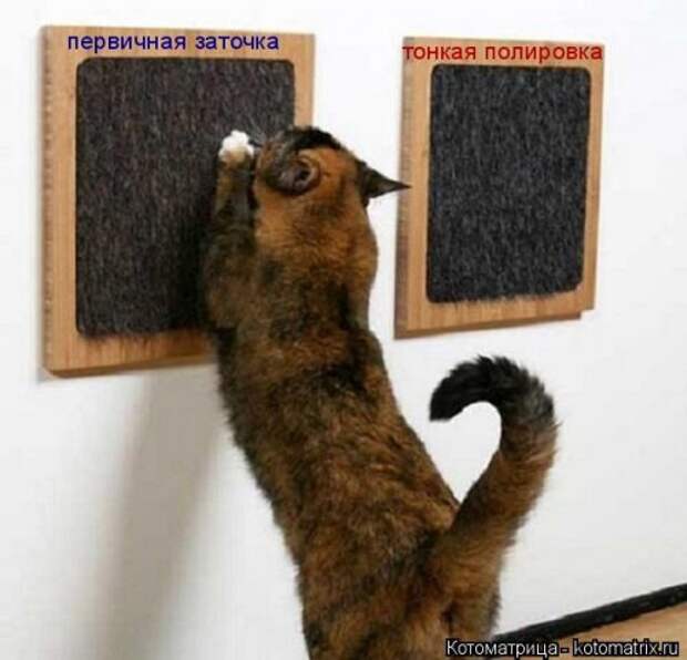Свежая котоматрица для настроения (32 фото)