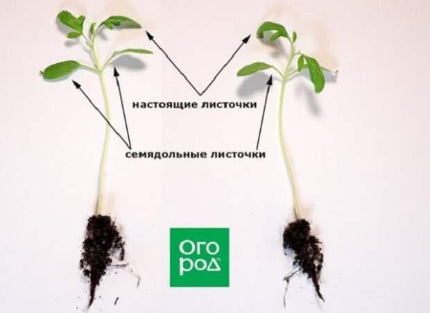 Почему рассада отказывается нормально расти