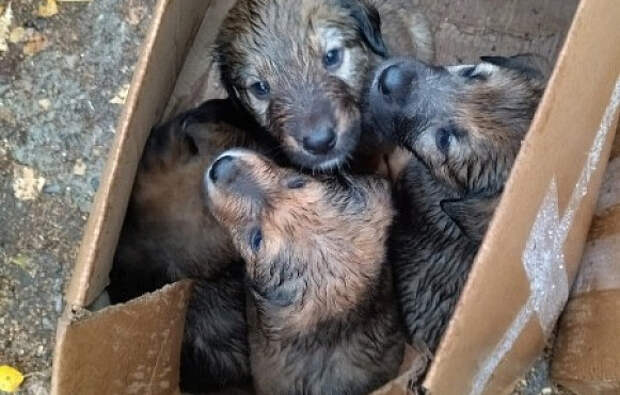 В Иванове выбросили на помойку две коробки с десятью щенками