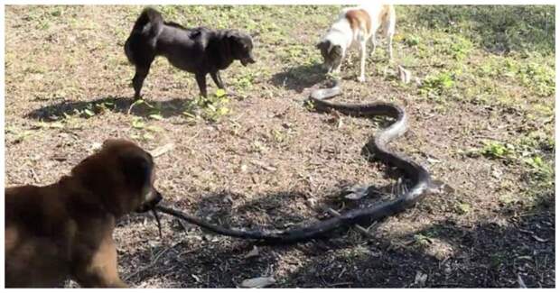 Собаки спасли свою хозяйку от королевской кобры видео, животные, кобра, собака