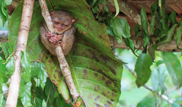 Эти небольшие глазастые приматы живут обычно в Юго-Восточной Азии — но конкретно этот решил немного попутешествовать.