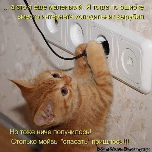 Свежая котоматрица на Бугаге (37 фото)