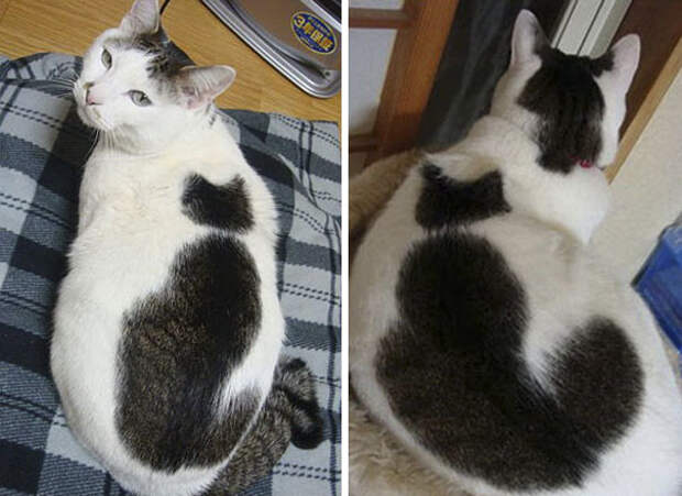 Комбо! животные, забавно, коты, кошки, неожиданно, окрас, окрас кошек, фото