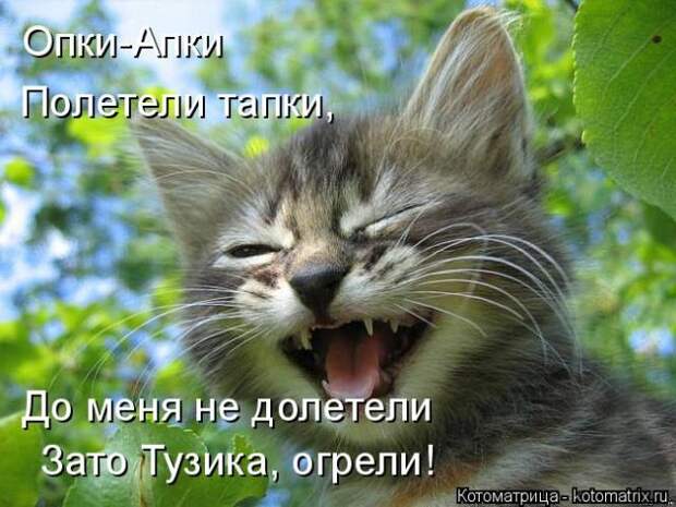 Лучшие котоматрицы недели (50 фото)