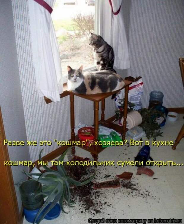 Котоматрица на Бугаге (33 фото)