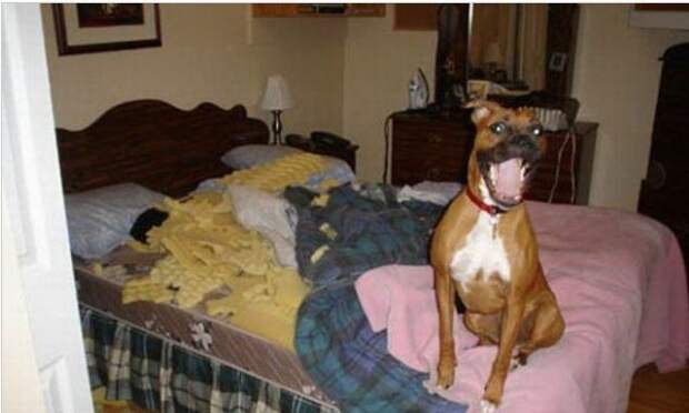 Когда им скучно Когда им скучно животные, факты, юмор