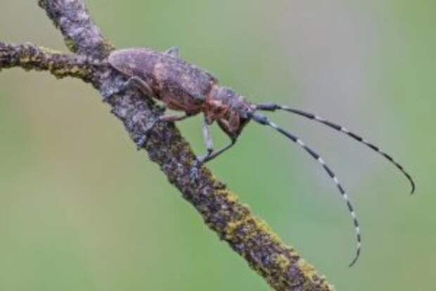 Россельхознадзор ввел фитосанитарный карантин в Суворовском районе