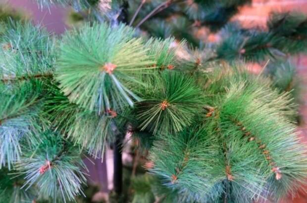 Выбираем безопасную ёлку: врач рассказала, на что необходимо обратить внимание при покупке искусственных деревьев