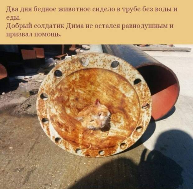 Спасение одной котейки