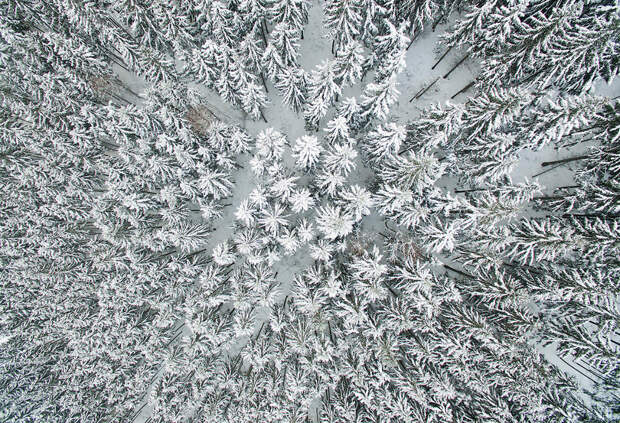 Зимний лес в районе гор Гарц, Германия