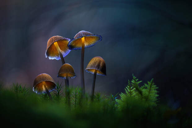 Светящиеся грибы Светящиеся грибы