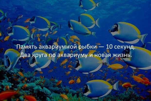 Интересные факты для любознательных