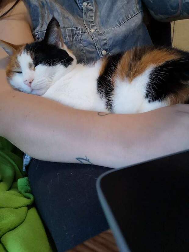 кошка на руках