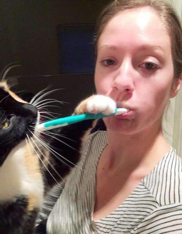 кот с зубной щеткой