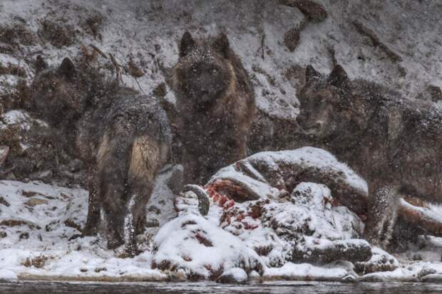 Журнал National Geographic опубликовал фотографии лауреатов премии "Лучшая фотография года - 2016" national geographic, природа, путешествия, фотография