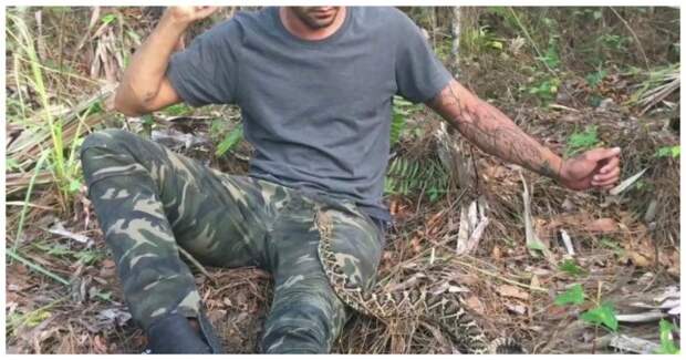Ядовитая змея, которую долго искал ведущий, сама нашла его и заползла на ноги видео, змея