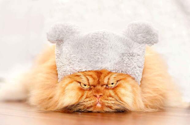 10 животных, которые популярнее, чем звёзды шоу-бизнеса
