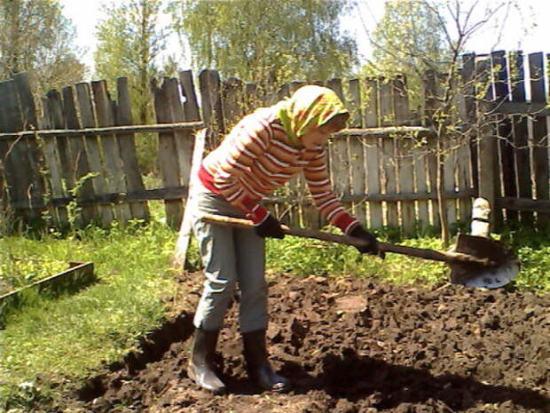 полотно лопата, не хочу копать, огород, сад, шанцевый инструмент