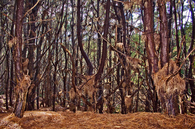 Elfijskie-lesa-Novoj-Zelandii-Stasa-Kulesha-31-foto