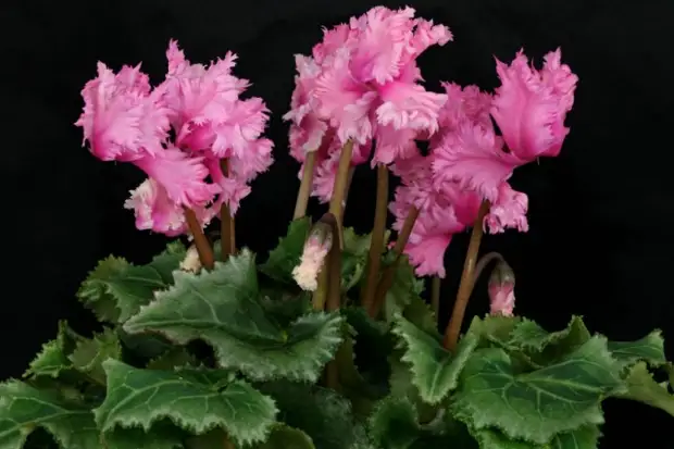 Цикламен персидский (Cyclamen persicum)