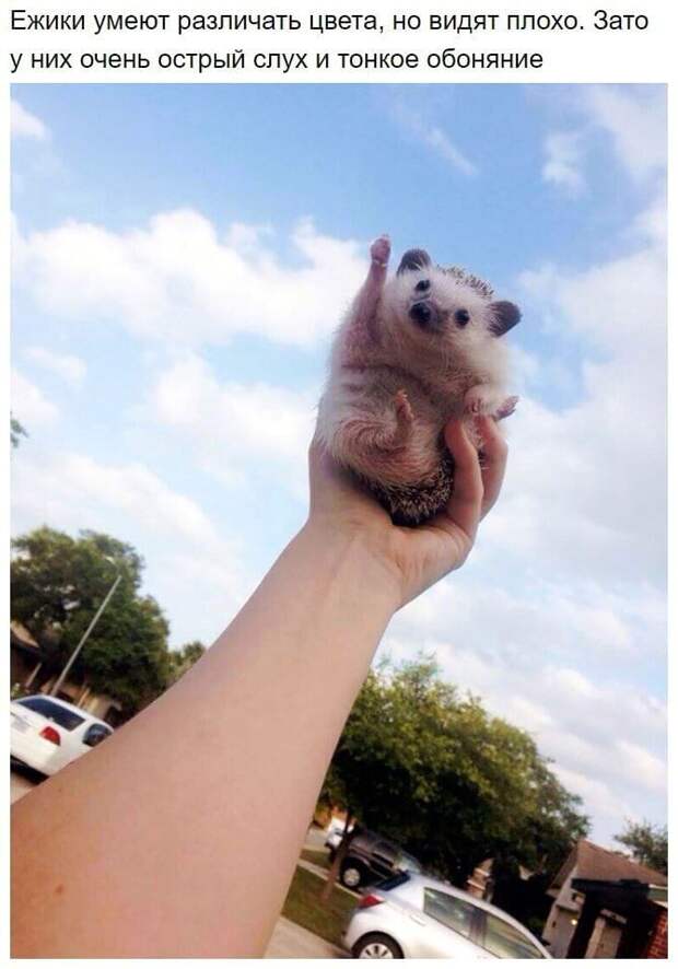 Факты о ежах