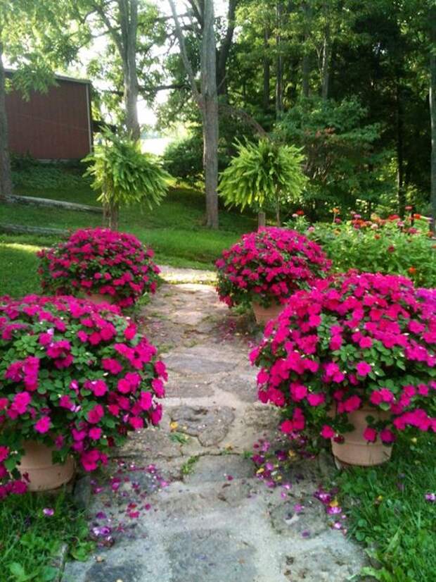 Украсьте свой сад при помощи ярких цветочков в горшках