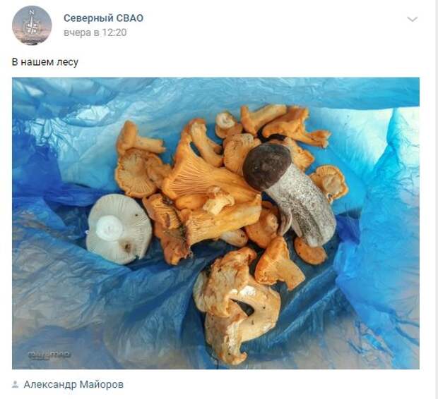 У кого больше: жители Северного уже собирают грибы