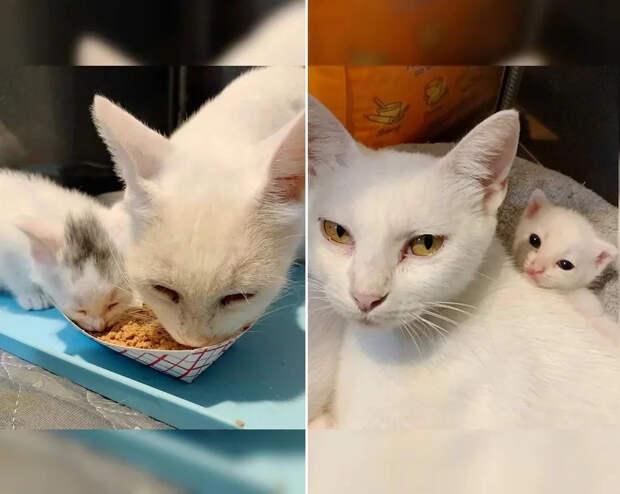Без кота и жизнь не та
