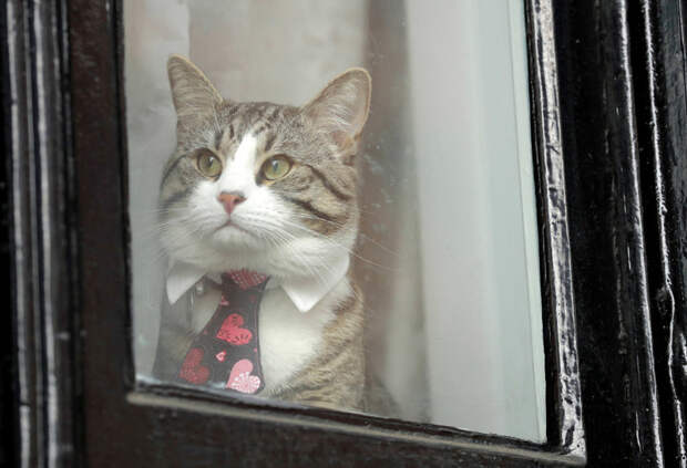 Кот в окне посольства Эквадора в Лондоне. (Фото Matt Dunham): животные, фото